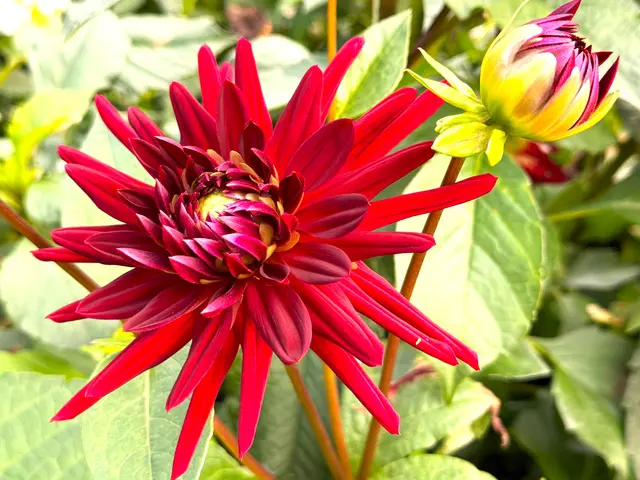 Foto: Heide Böllinger aus Bad Friedrichshall