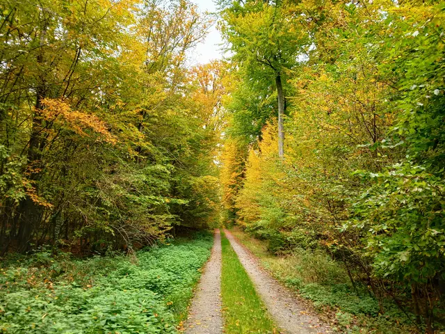 Bonfelder Wald  | Foto: sigischlottke