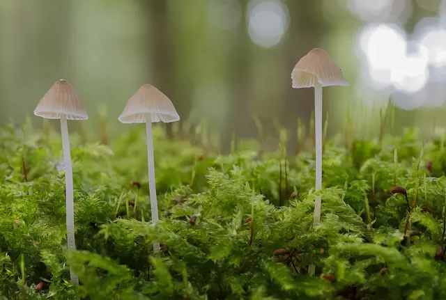 Wie aus einer anderen Welt: Diese Pilzfamilie ist das Bild des Monats Oktober für die Region Heilbronn. Heimatreporterin Uschi Pohl hat sie im Taschenwald gefunden. | Foto: Uschi Pohl