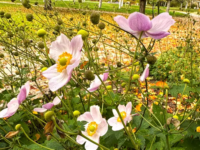 Foto: Heide Böllinger aus Bad Friedrichshall