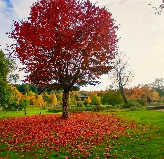 Salinenpark  | Foto: sigischlottke