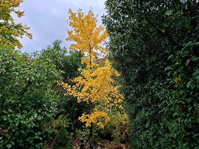 Herbstleuchten | Foto: Ralf Röser