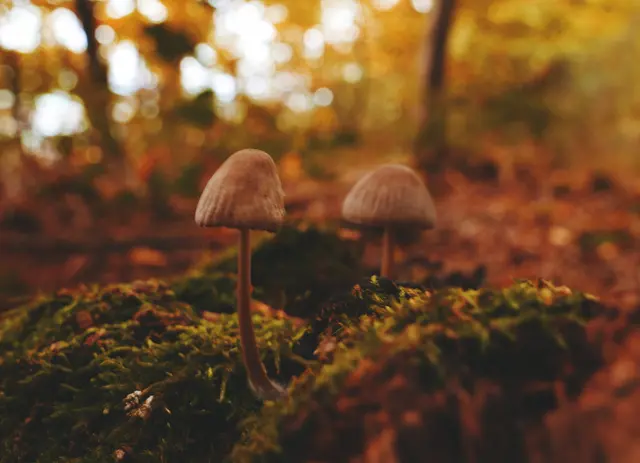 Foto: Sarah Aksamit-Grolik