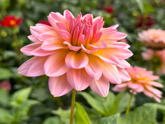 Foto: Heide Böllinger aus Bad Friedrichshall