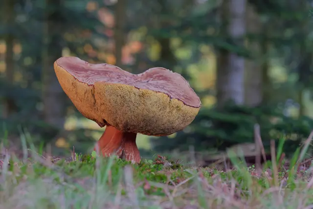 Foto: Eigenes Bild TB