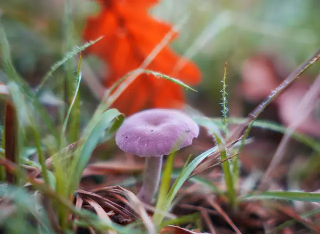 Foto: Sarah Aksamit-Grolik