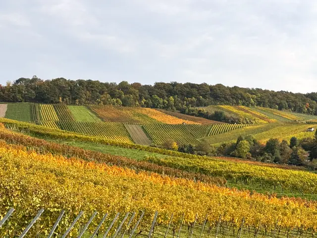 Foto: Heide Böllinger aus Bad Friedrichshall