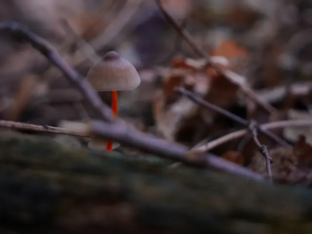 Foto: Sarah Aksamit-Grolik