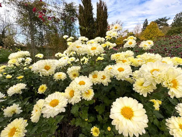 Foto: Heide Böllinger aus Bad Friedrichshall