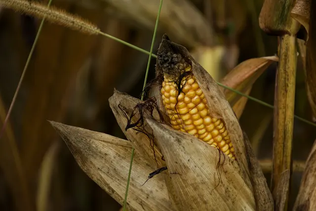 Fast ein kleines Kunstwerk. | Foto: Michael Harmsen