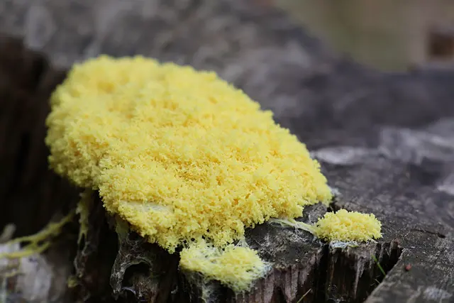 Was das wohl ist? Noch nie gesehen. | Foto: UD