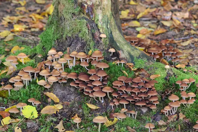 Gut getarnt zwischen Herbstblättern. | Foto: UD