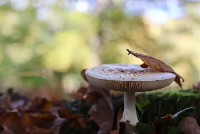 Dieses Blatt ist beim Fotografieren auf den Pilz gesegelt ;-) | Foto: UD