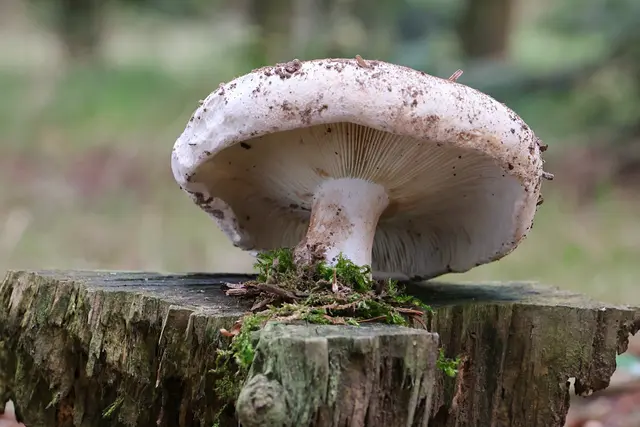 Etwas nachgeholfen. Er lag lose auf dem Boden ;-) | Foto: UD