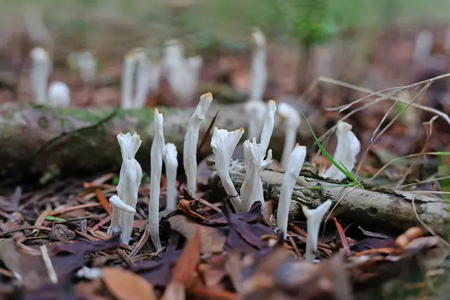 Das sind Korallenpilze. Von den anderen weiß ich keine Namen. | Foto: UD