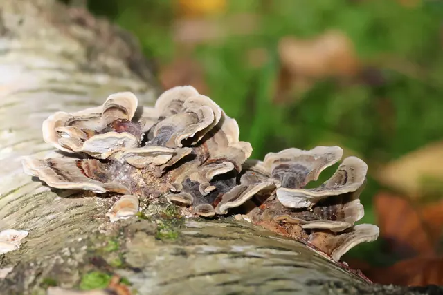 Baumpilz. | Foto: UD