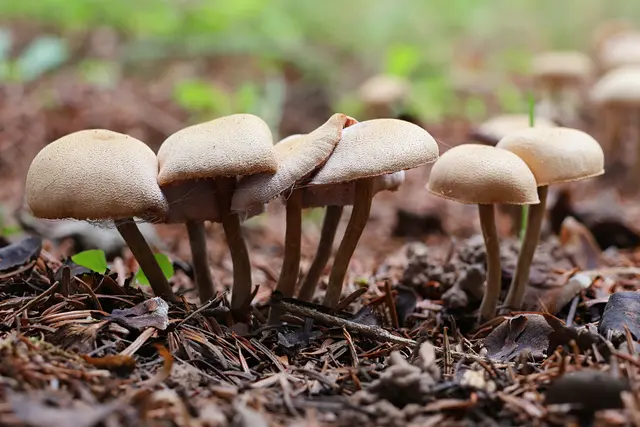 Da möchte einer nach oben klettern oder einfach größer sein ;-) | Foto: UD