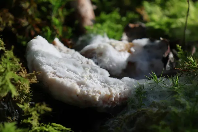 Wie fasziniert man von Schimmel sein kann ;-) | Foto: UD