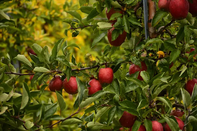 Das sind richtige Bilderbuch Äpfel. | Foto: Michael Harmsen