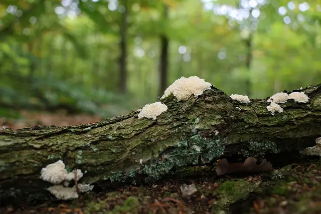 Sind das auch Baumpilze? | Foto: UD