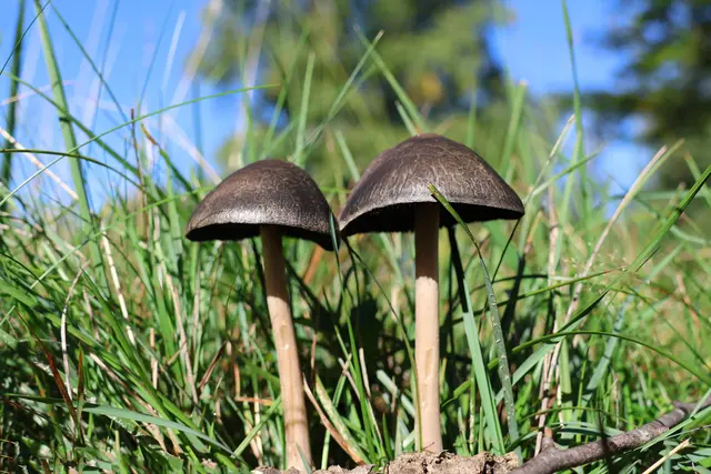 In einer Wiese zufällig entdeckt. | Foto: UD
