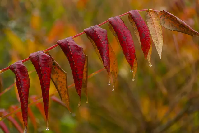 Das kräftige Rot der Blätter des Essigbaums ist ein schöner Farbtupfer im Grau des Tages. | Foto: Michael Harmsen