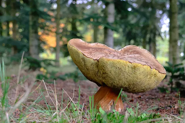 Was für ein Exemplar. Ein Riesenpilz. | Foto: UD