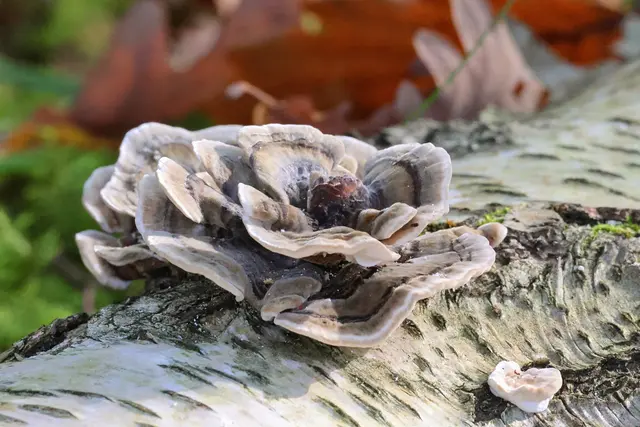 Baumpilz. | Foto: UD