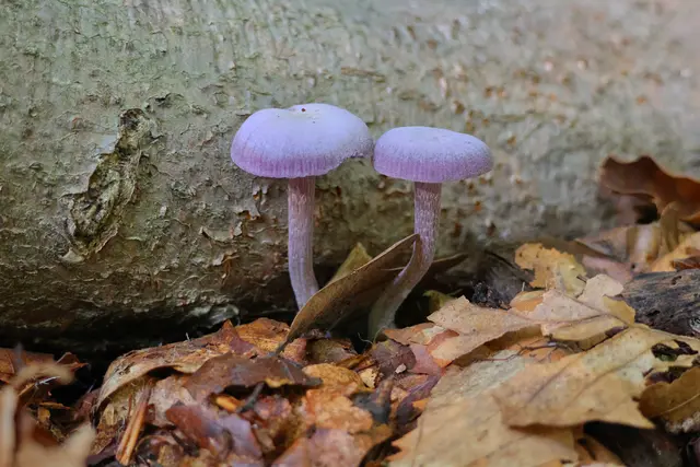 Endlich mal etwas Farbe bei den Herbsttönen ;-) | Foto: UD