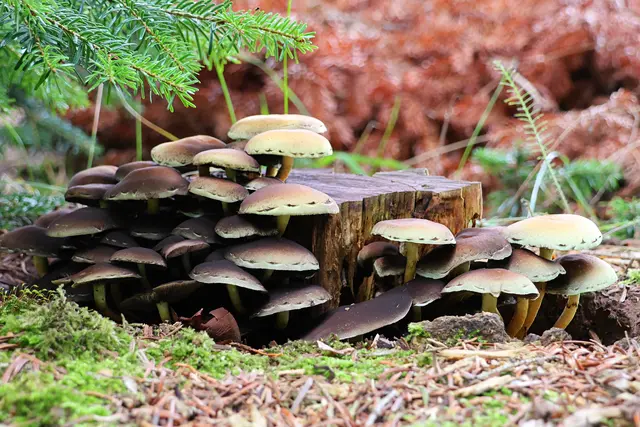 Als ob sie am Rand genäht wurden. | Foto: UD