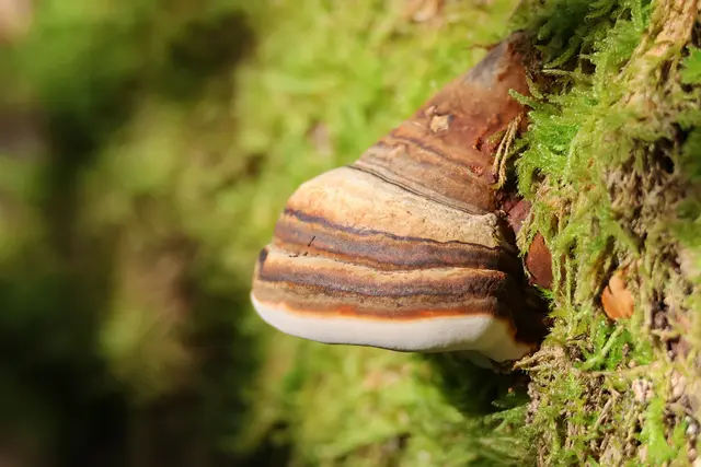 Baumpilz. | Foto: UD