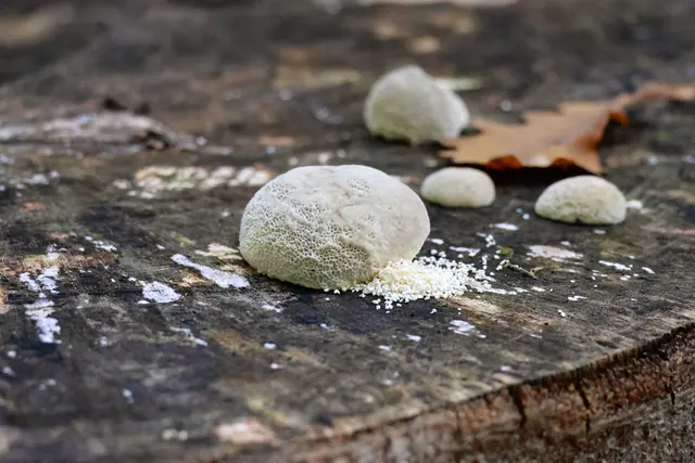 Was ist das? | Foto: UD