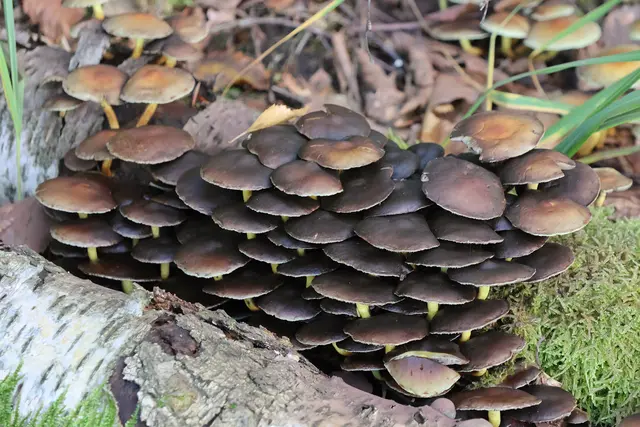 Gut geschichtet. | Foto: UD