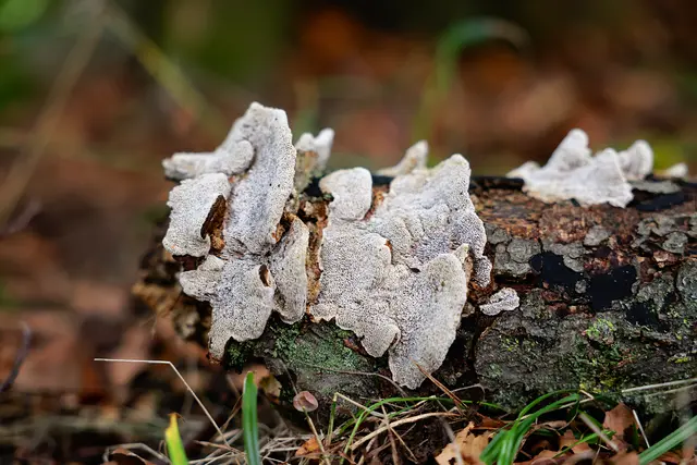 Baumpilz? Noch nie gesehen. | Foto: UD