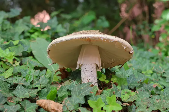 In einem Garten gesehen. | Foto: UD