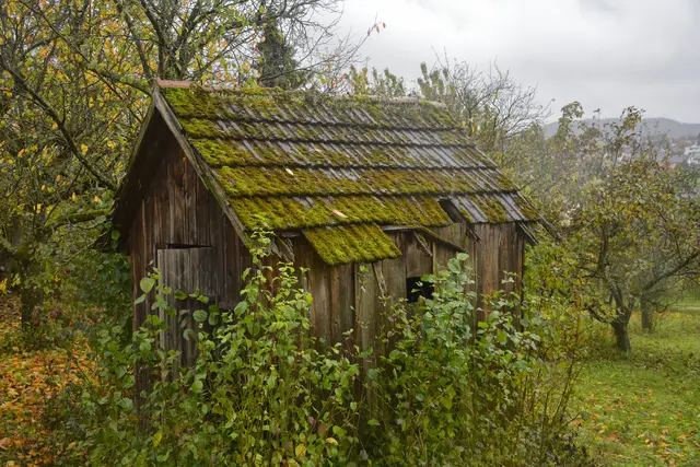 Es ist wichtig, alte Wengertshäuschen und Geräteschuppen in den Streuobstwiesen nicht abzureißen. Sie sind wichtige Nistmöglichkeiten für Halbhöhlenbrüter und bieten Unterschlupf für zahlreiche Tiere. | Foto: Michael Harmsen