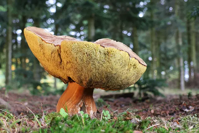 Ein Mammutpilz. | Foto: UD