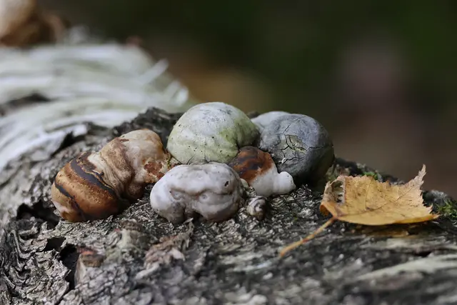 Sehen aus wie Steine. | Foto: UD