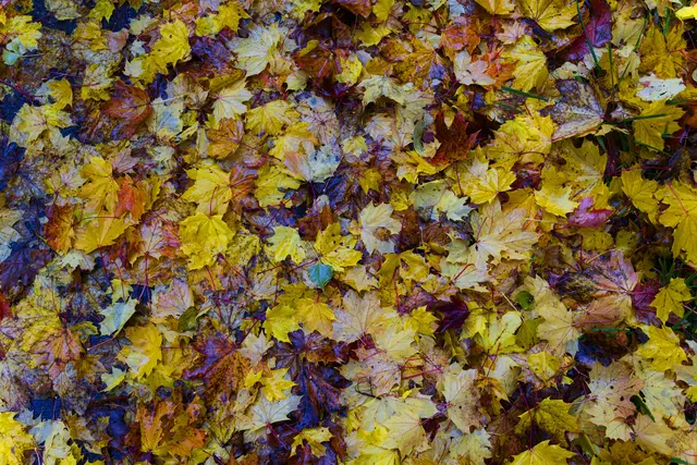 Wir laufen auf einem Teppich aus bunten Blättern. | Foto: Michael Harmsen