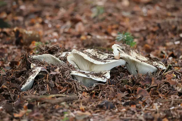Diese drücken gerade aus dem Boden nach oben. | Foto: UD