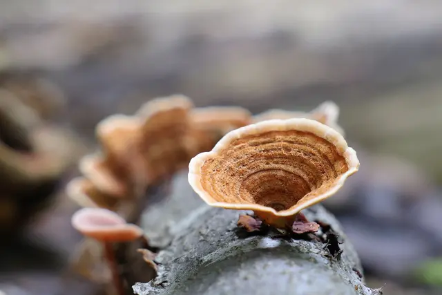 Baumpilz. | Foto: UD