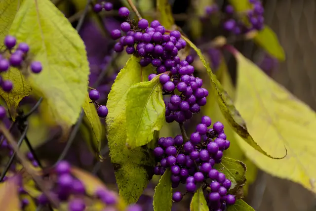 Die Früchte des Liebesperlenstrauchs sind ein echter Hingucker. | Foto: Michael Harmsen