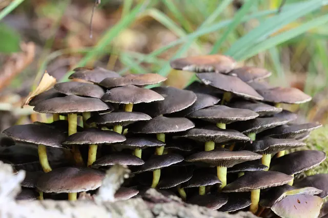 Schichtpilze ;-) | Foto: UD