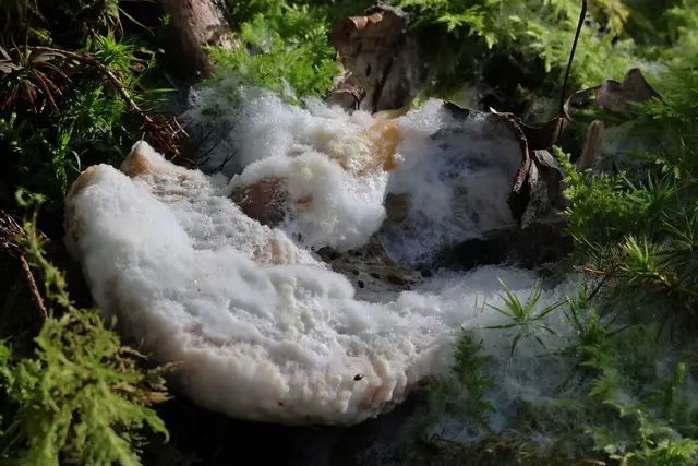 So schön kann ein verschimmelter Pilz aussehen. | Foto: UD