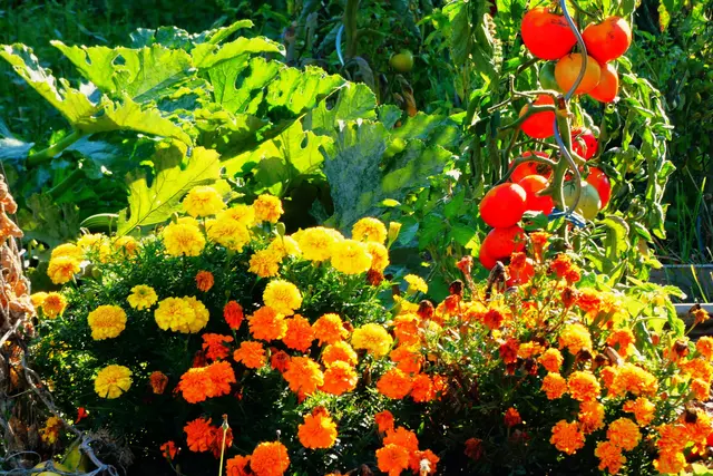 Der Herbst bringt die Ernte | Foto: Konrad Schomerus