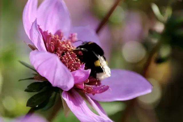 Foto: ED