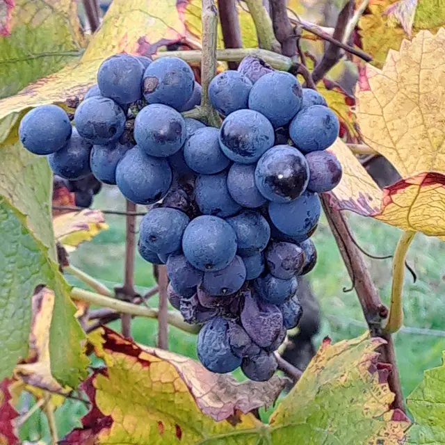 Foto: Eduard Warenik