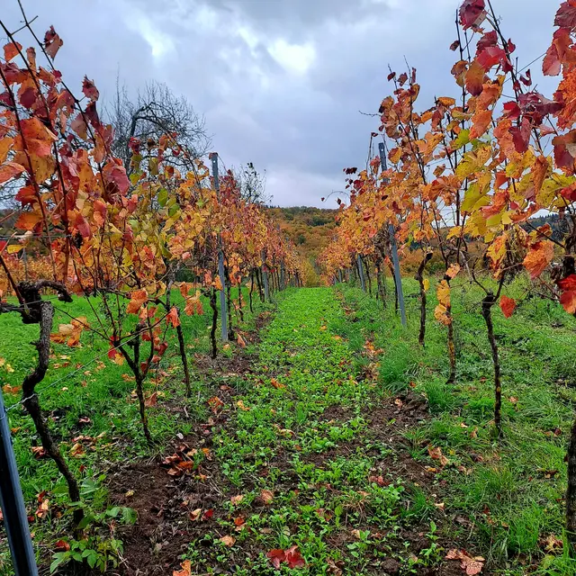 Foto: Eduard Warenik