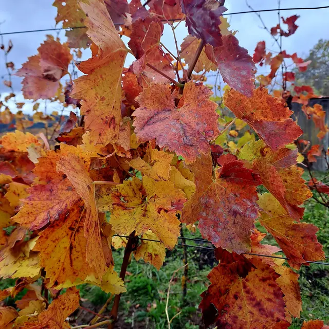 Foto: Eduard Warenik