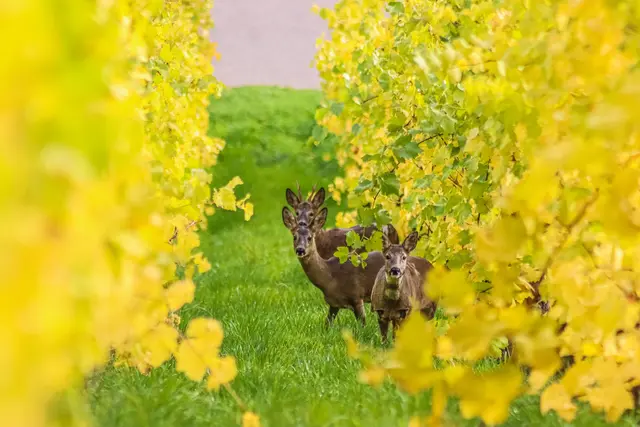 Foto: Stephanie Rüdele